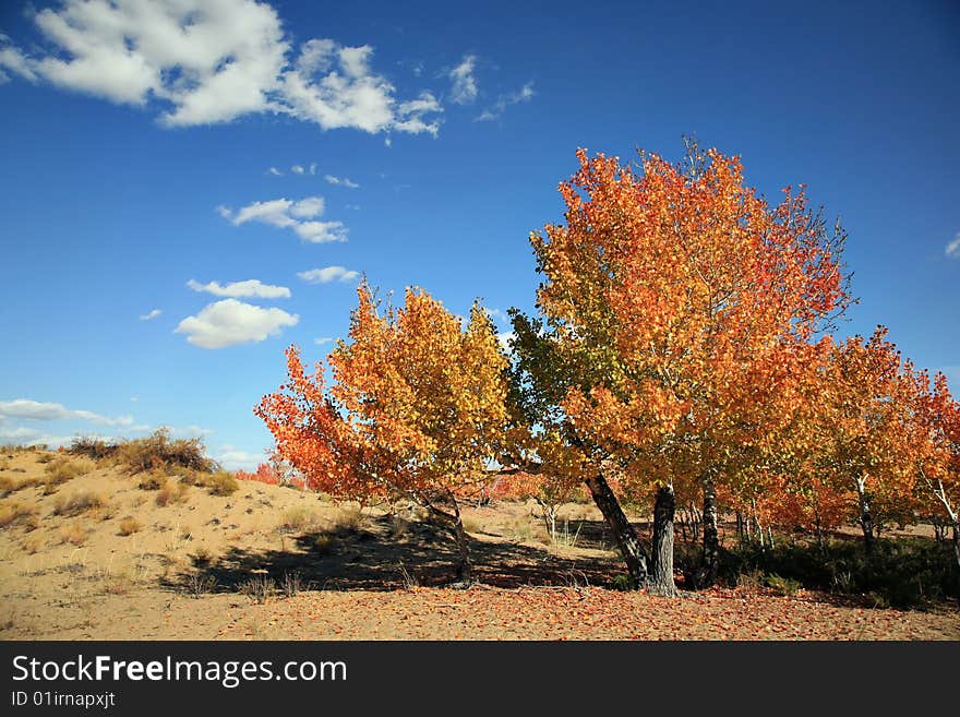 The autumn landscape with red tree.