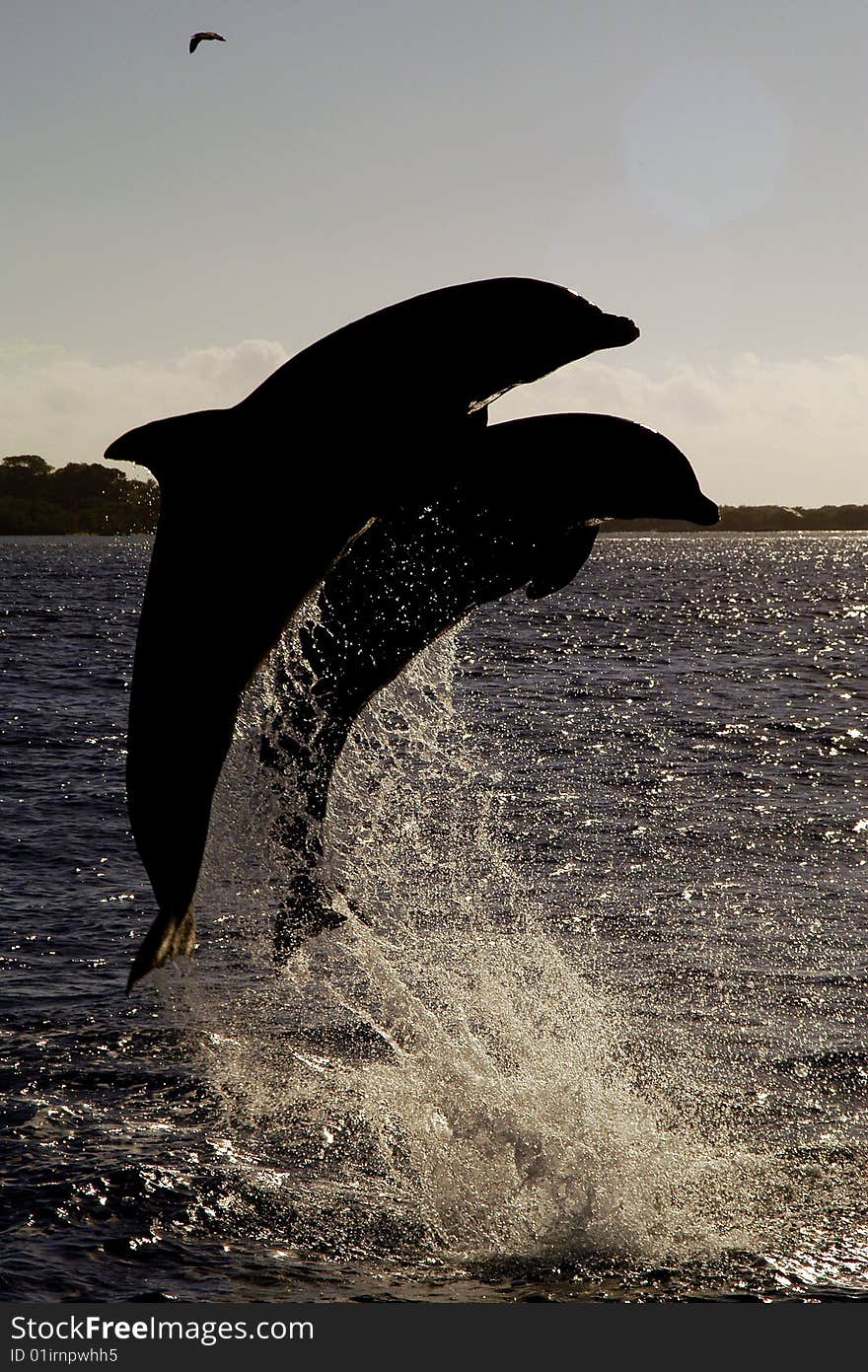 Silhouette of two dolphins breaching out of ocean.