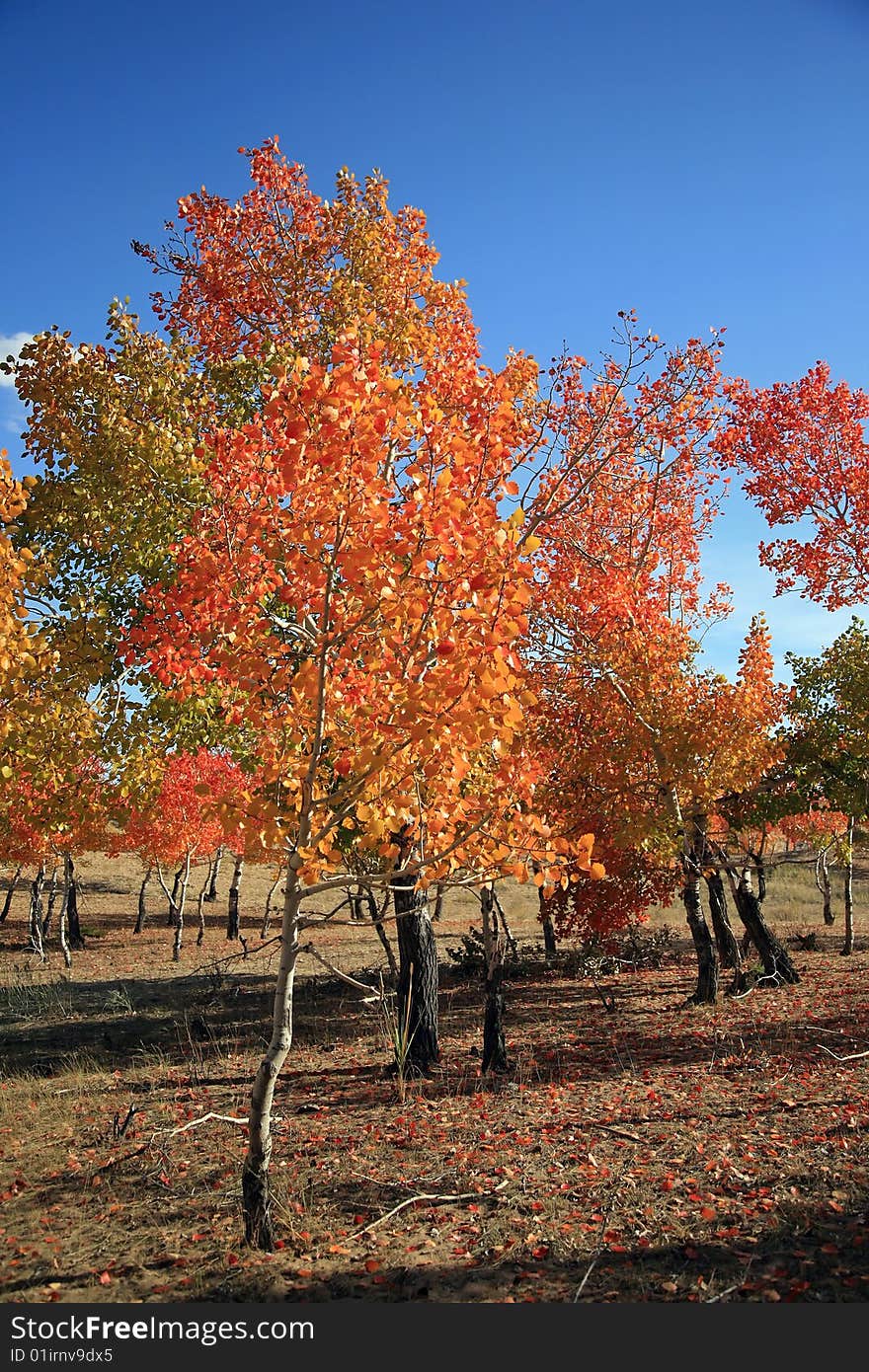 The autumn landscape with red tree.xinjiang,china