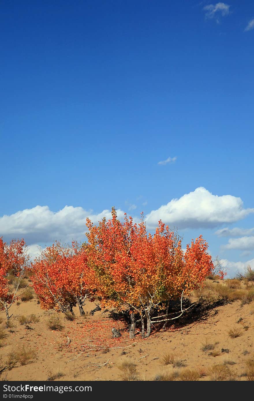 The autumn landscape with red tree.xinjiang,china