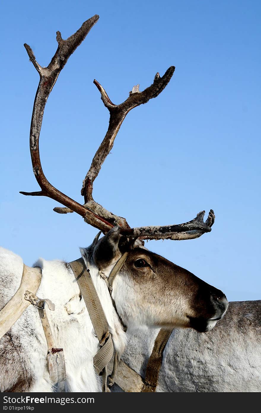 Reindeer