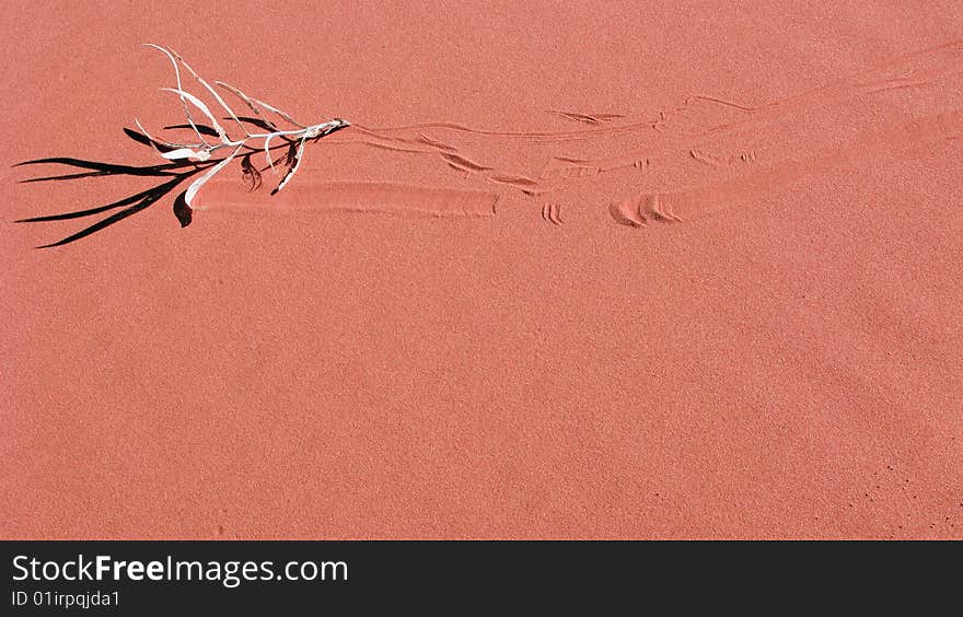 Windblown grass across the sand