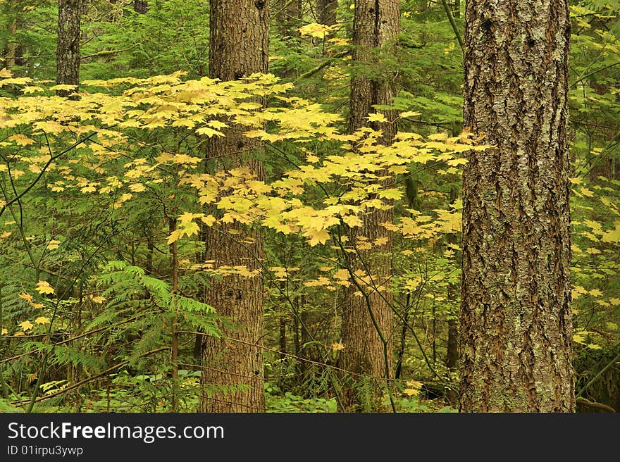 A vine maple turns yellow in a Pacific North-West coastal temperate autumn rainforest. A vine maple turns yellow in a Pacific North-West coastal temperate autumn rainforest