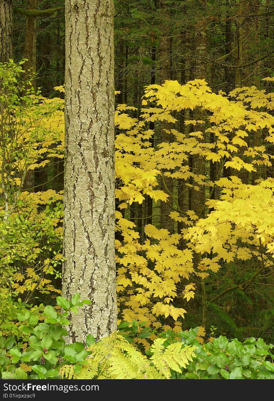 An autumn forest scene of golden yello vine maple leaves, green salal brush and the trunk of a young douglas fir tree.