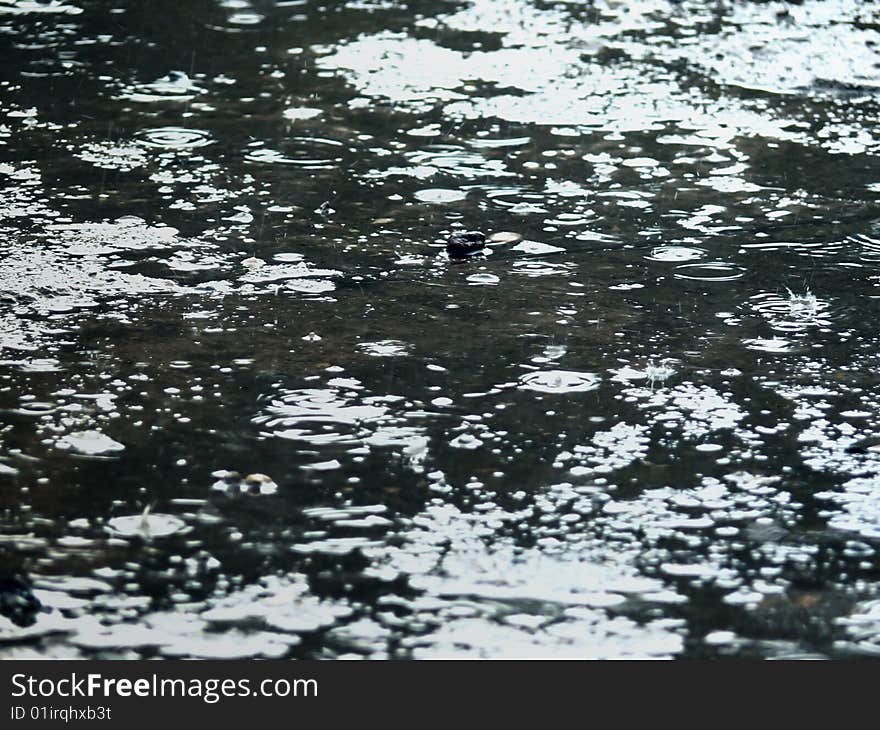 Rain on asphalt. Drops. Pools. Autumn.