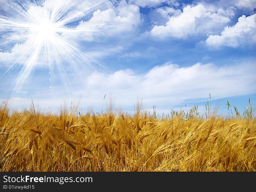 Wheat ears against the blue  sky. Wheat ears against the blue  sky