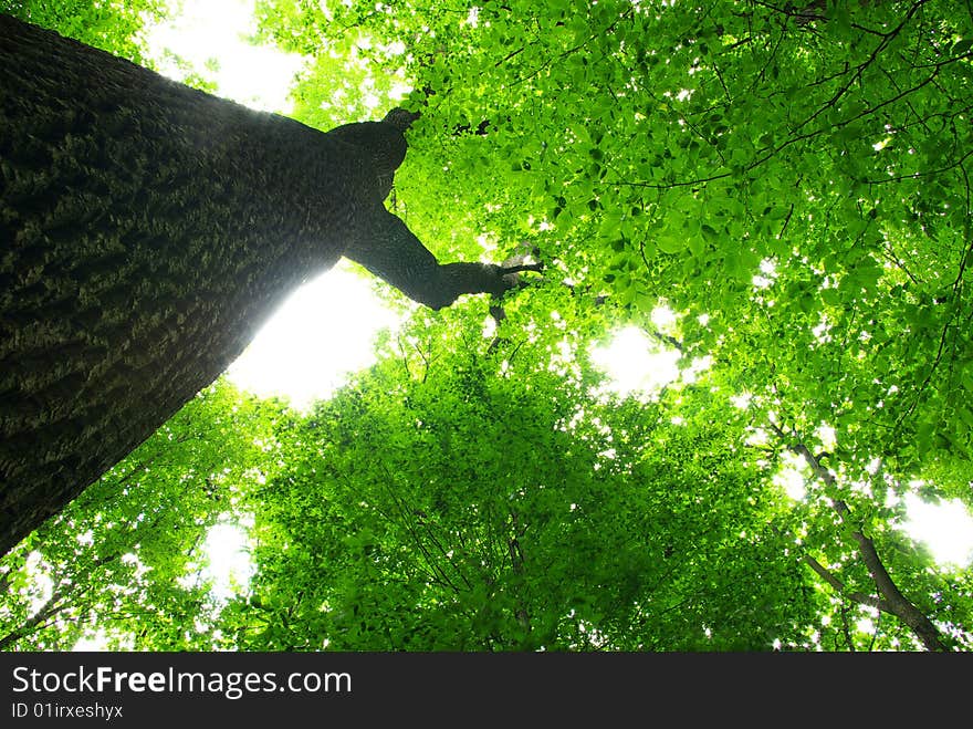 Green leaves background in sunny day