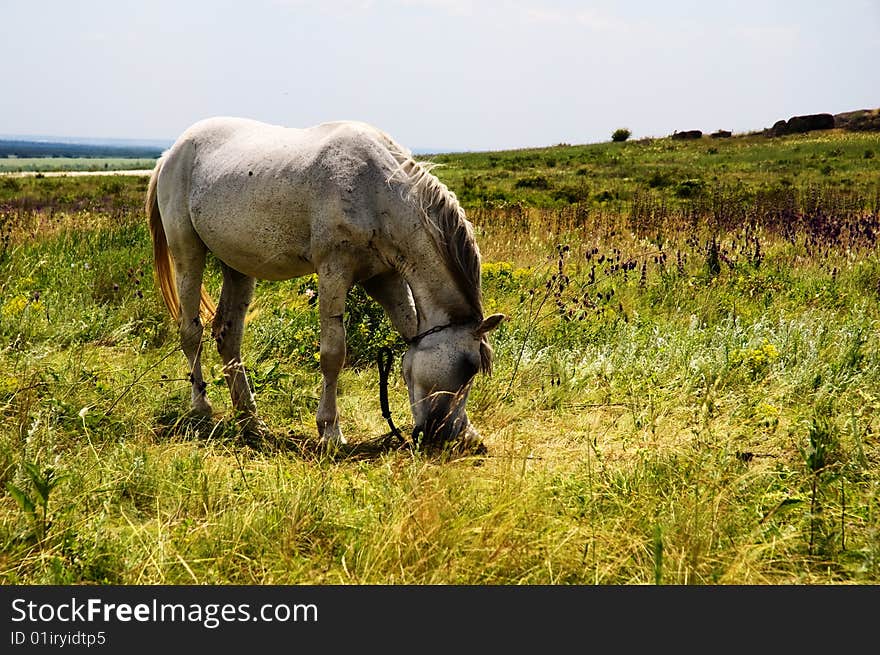 Standing white horse in summer day landscape