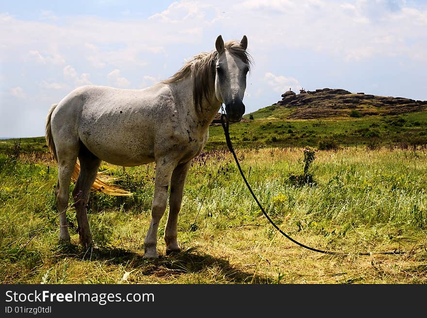 Standing white horse in summer day landscape