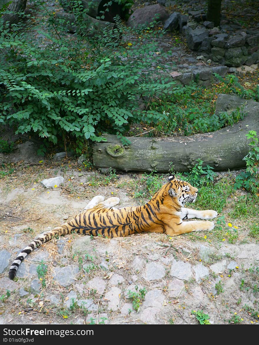 Wild tiger lying on a grass