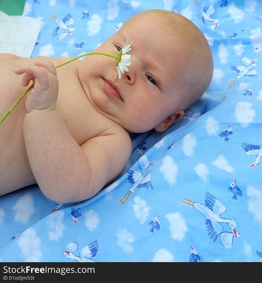 Baby boy holding a camomile flower. Baby boy holding a camomile flower