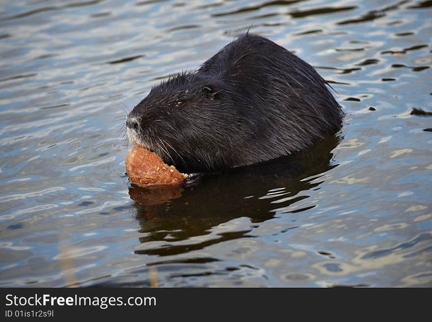 Nutria (myocastor coypus), river rat, Coypu eating a bread in river. Take in the wildlife. Nutria (myocastor coypus), river rat, Coypu eating a bread in river. Take in the wildlife.