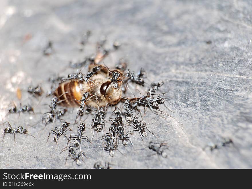 A helpless bee was attacked by ants