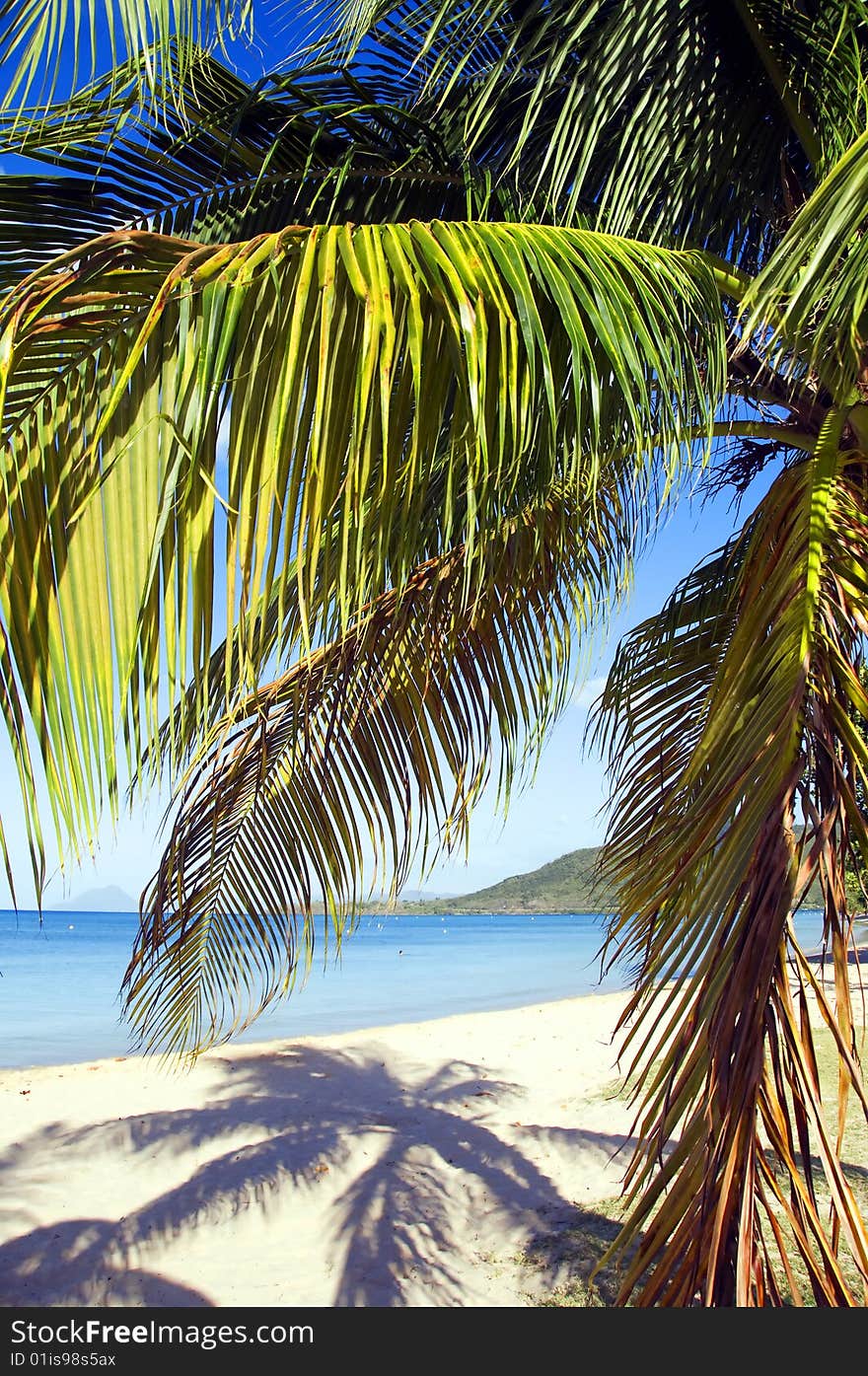 Close up of a palm tree in Martinique