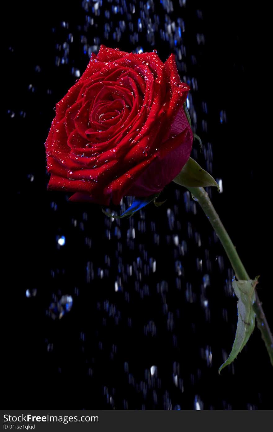 Picture of a rose in the dew drops on a black background. Picture of a rose in the dew drops on a black background