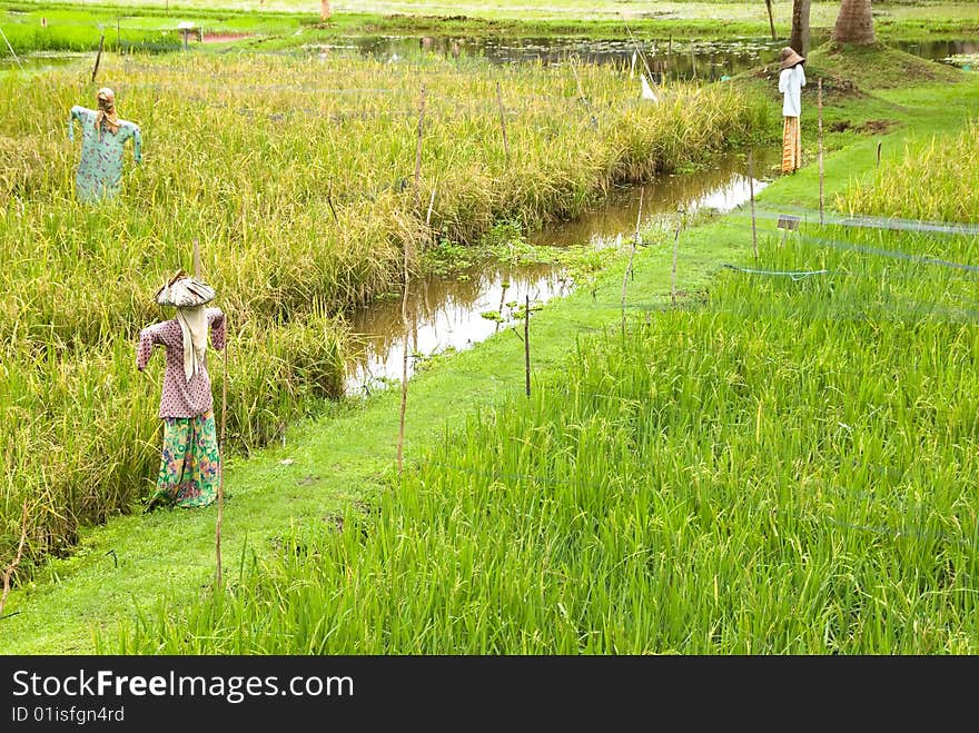 Rice field with some scarecrows. Rice field with some scarecrows