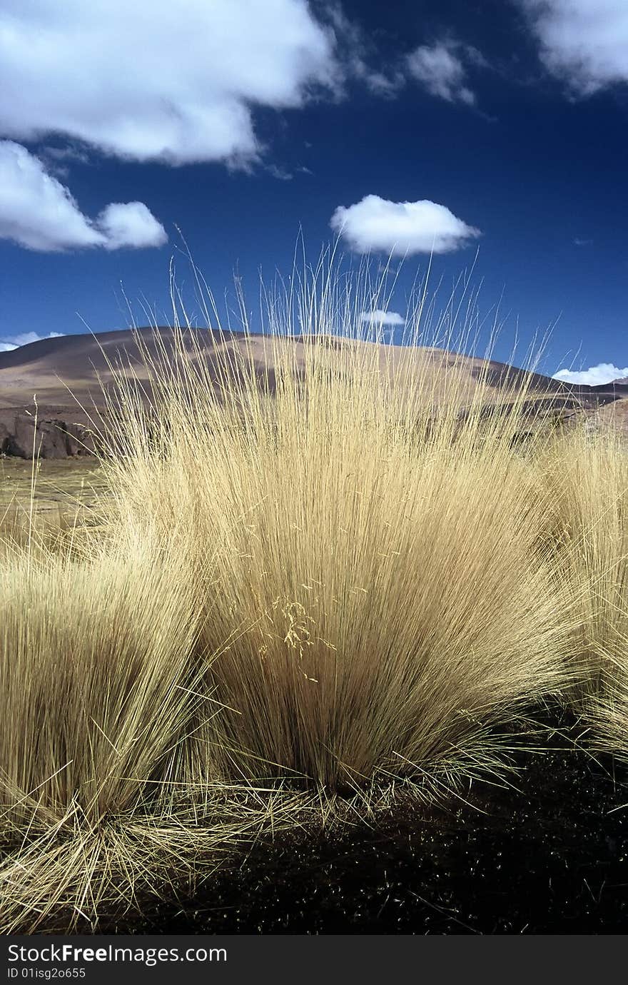 Pampas Gras in Bolivia,Bolivia