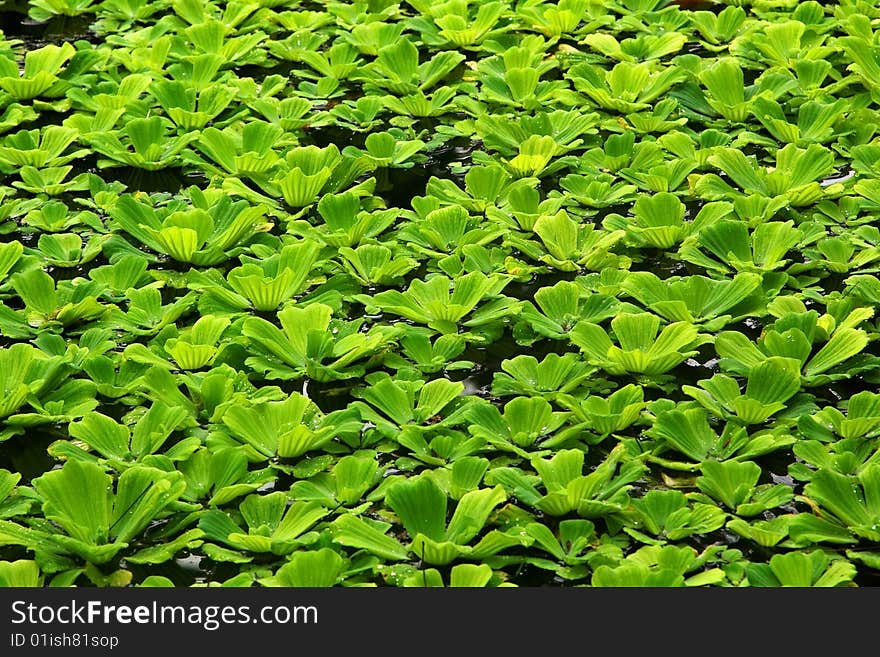 Water plant with drops on leaves