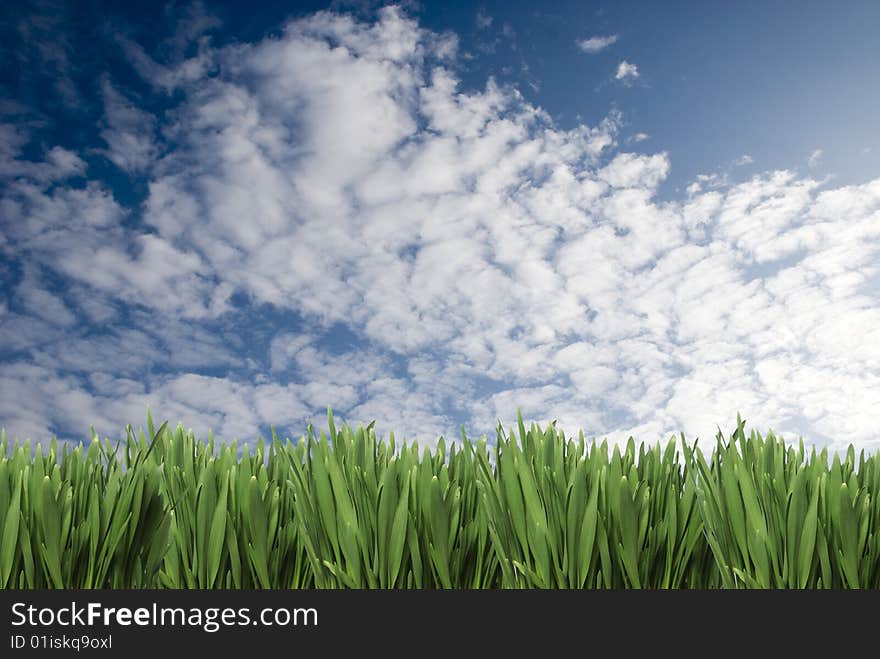 Grass and sky