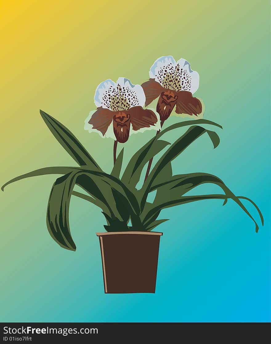 Illustration with orchid flower in flowerpot