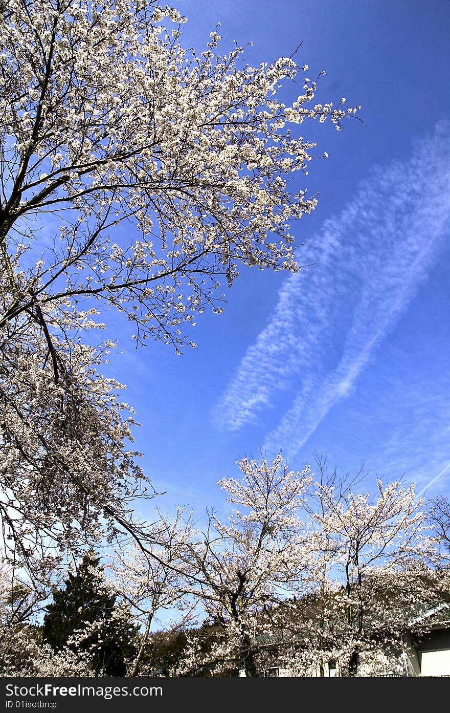 Sakura