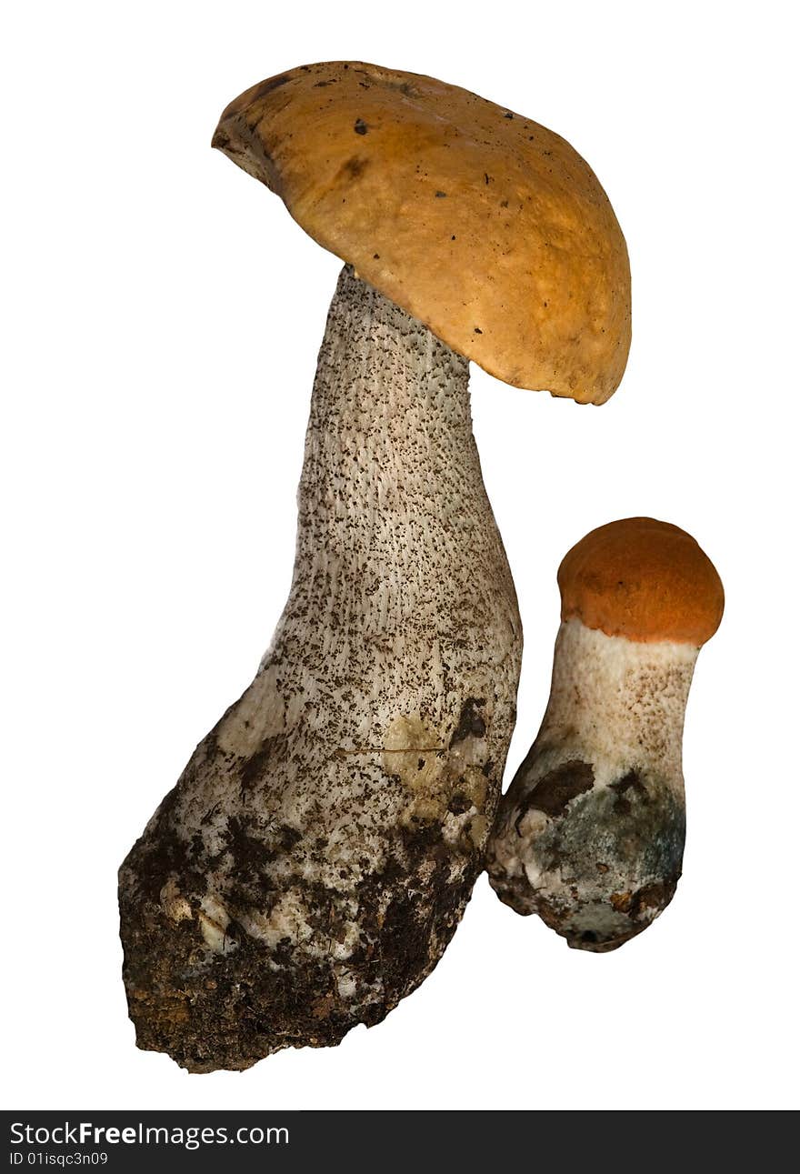 Two orange-cap mushrooms