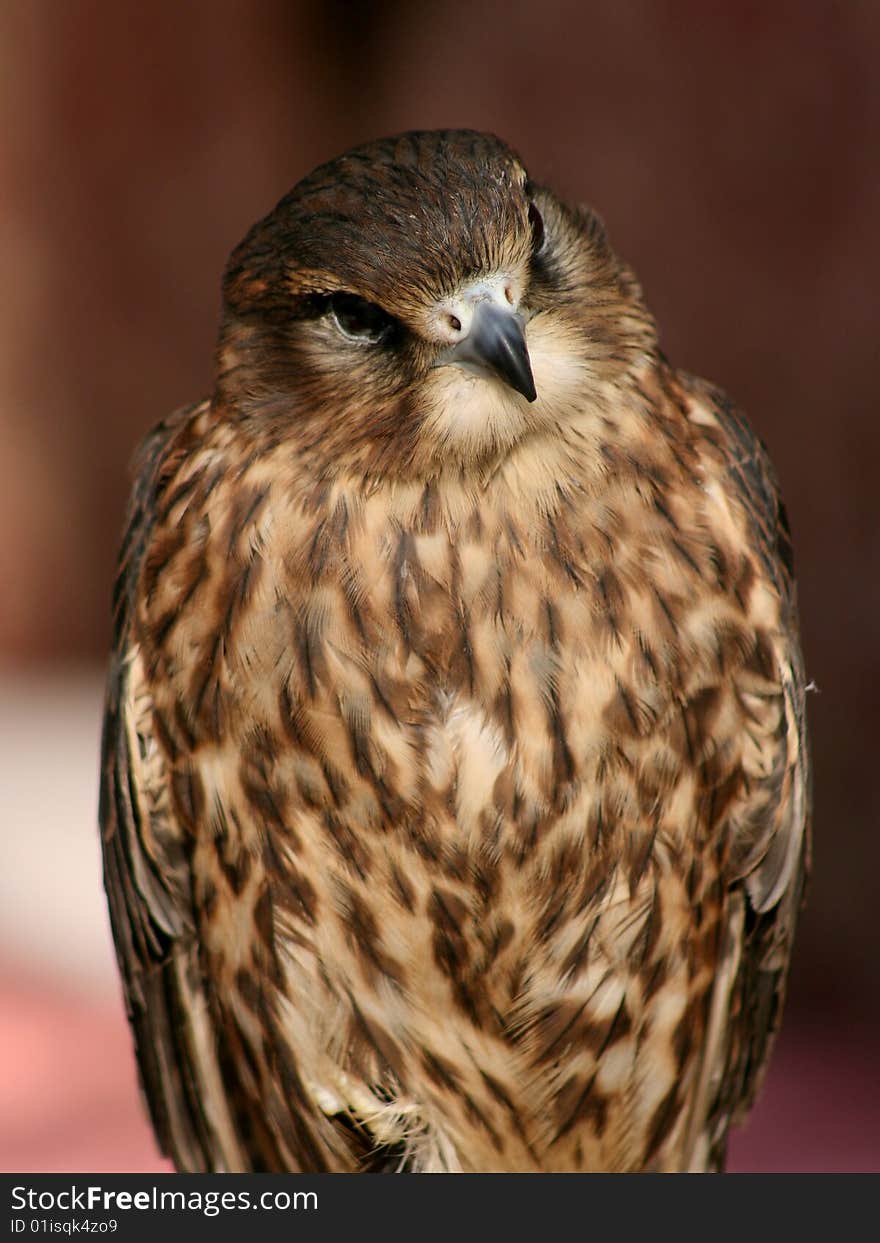 A sitting and waiting falcon portrait