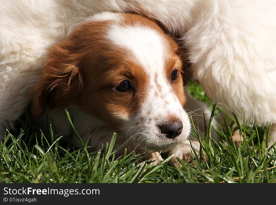 Cute dog puppy in the grass