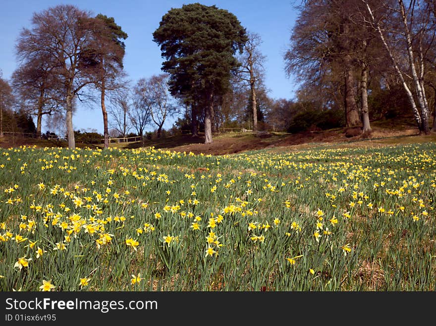 Flowering daffodil meadow in spring park