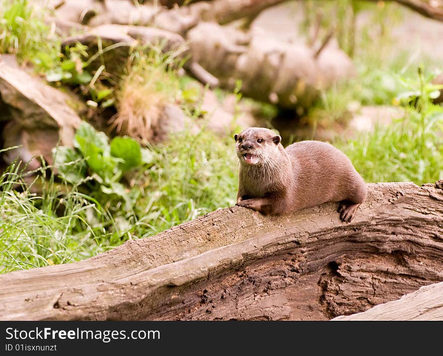 Asian Otter