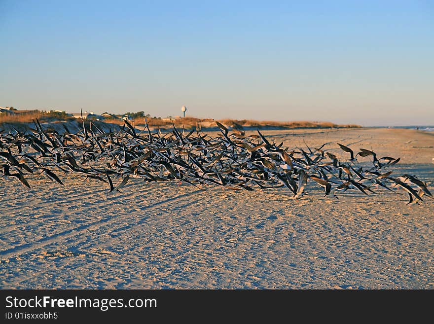 Flock of seabirds swarming over beach on Tybee Island Georgia beach