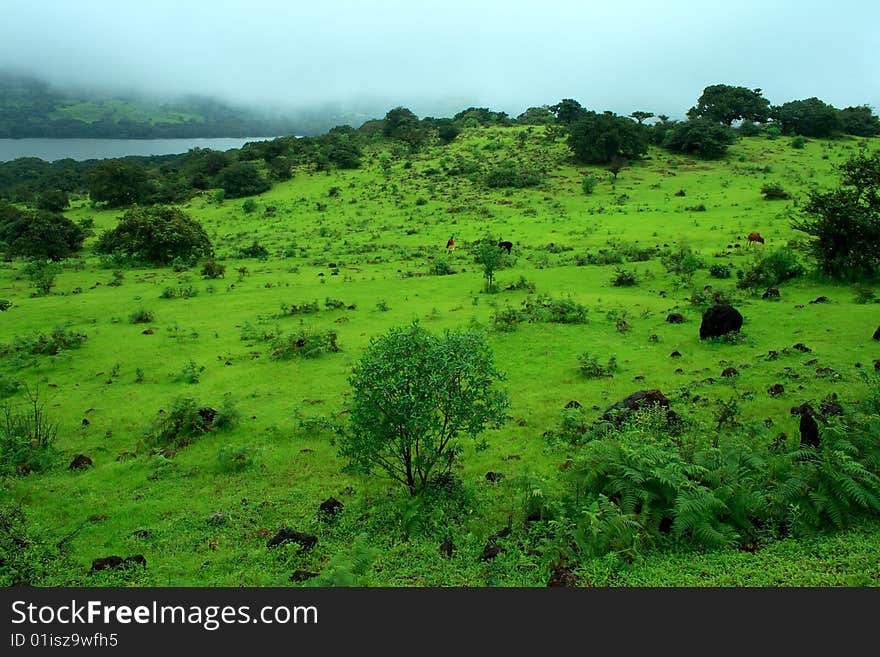 A beautiful and fresh greenery in the season of monsoon. A beautiful and fresh greenery in the season of monsoon.