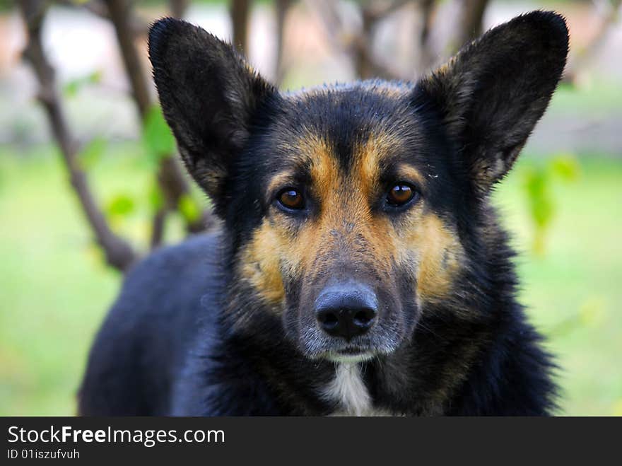 Black dog with strong look