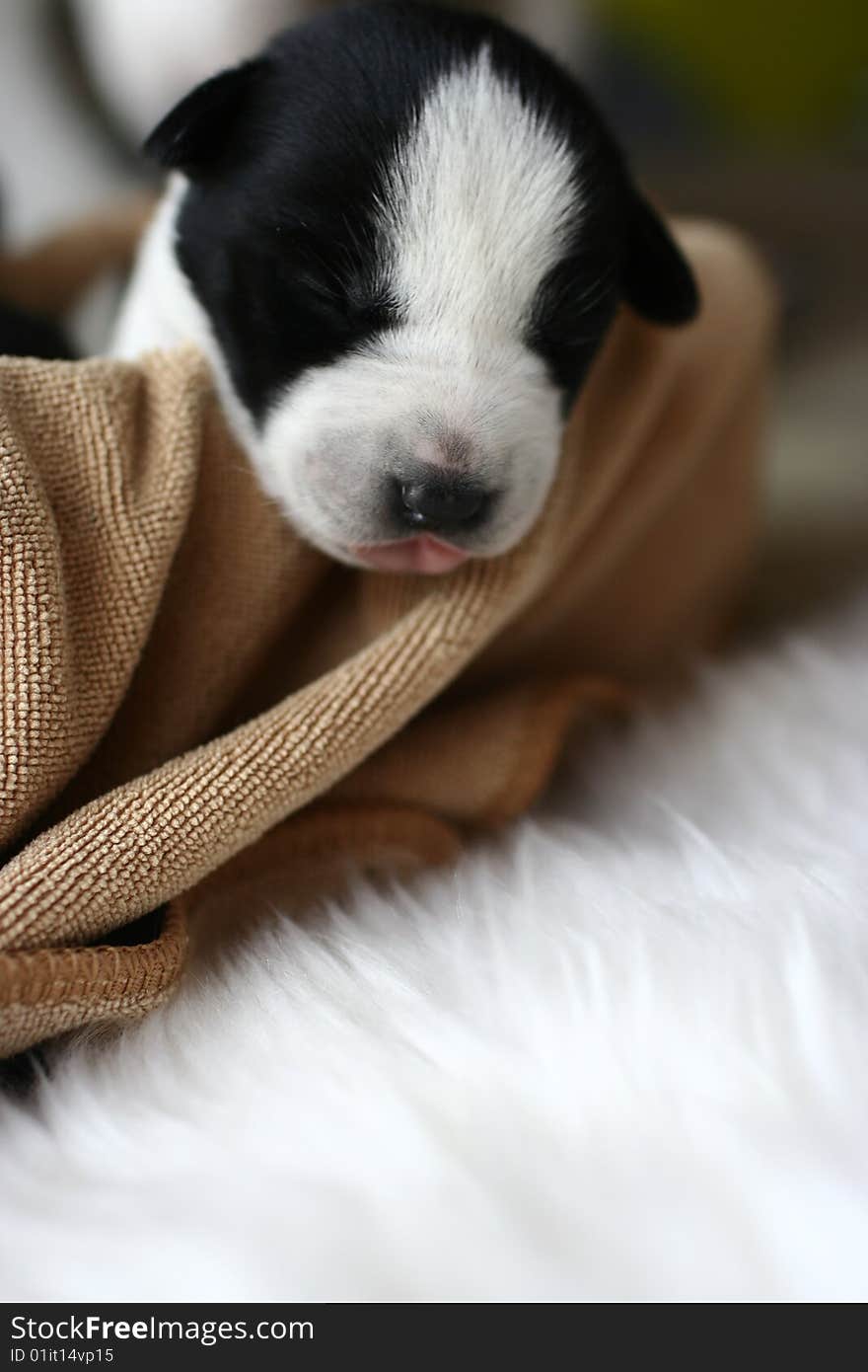 Baby puppy sleeping on his bed. Baby puppy sleeping on his bed.