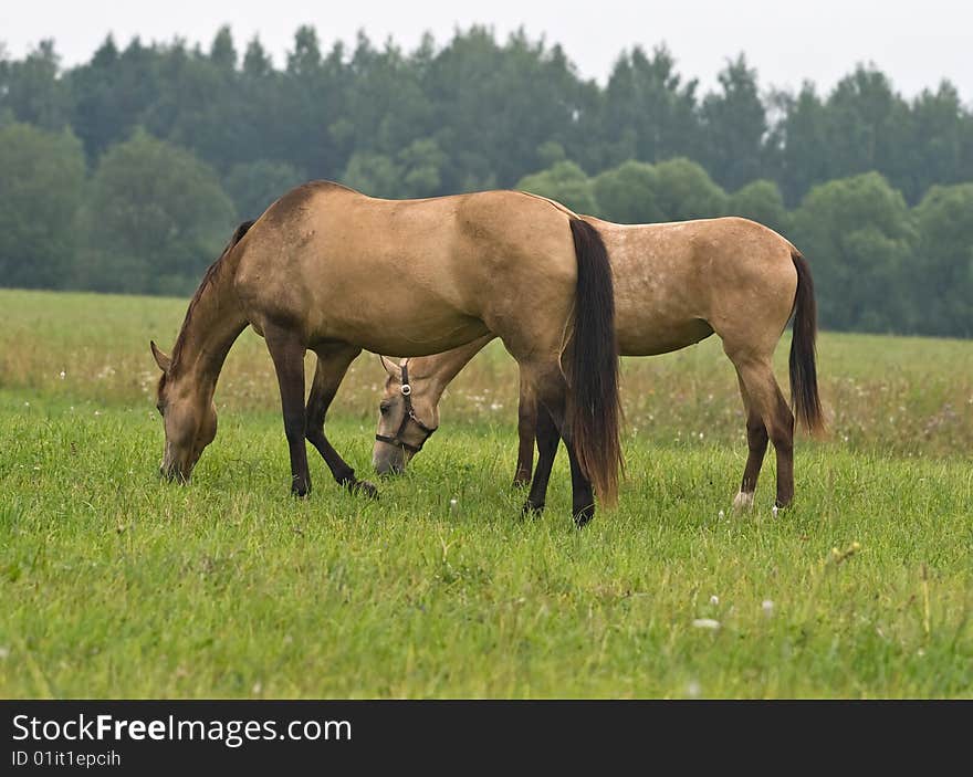 Two pasturing horses on a meadow