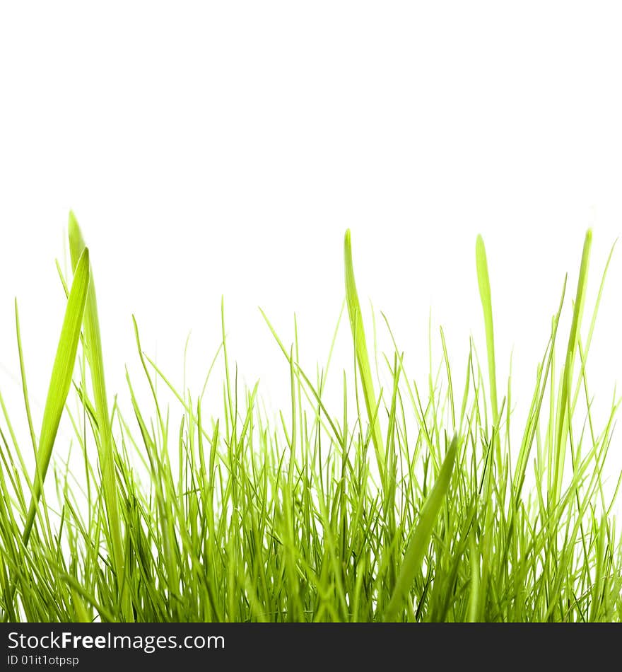 Green Grass isolated on white background.