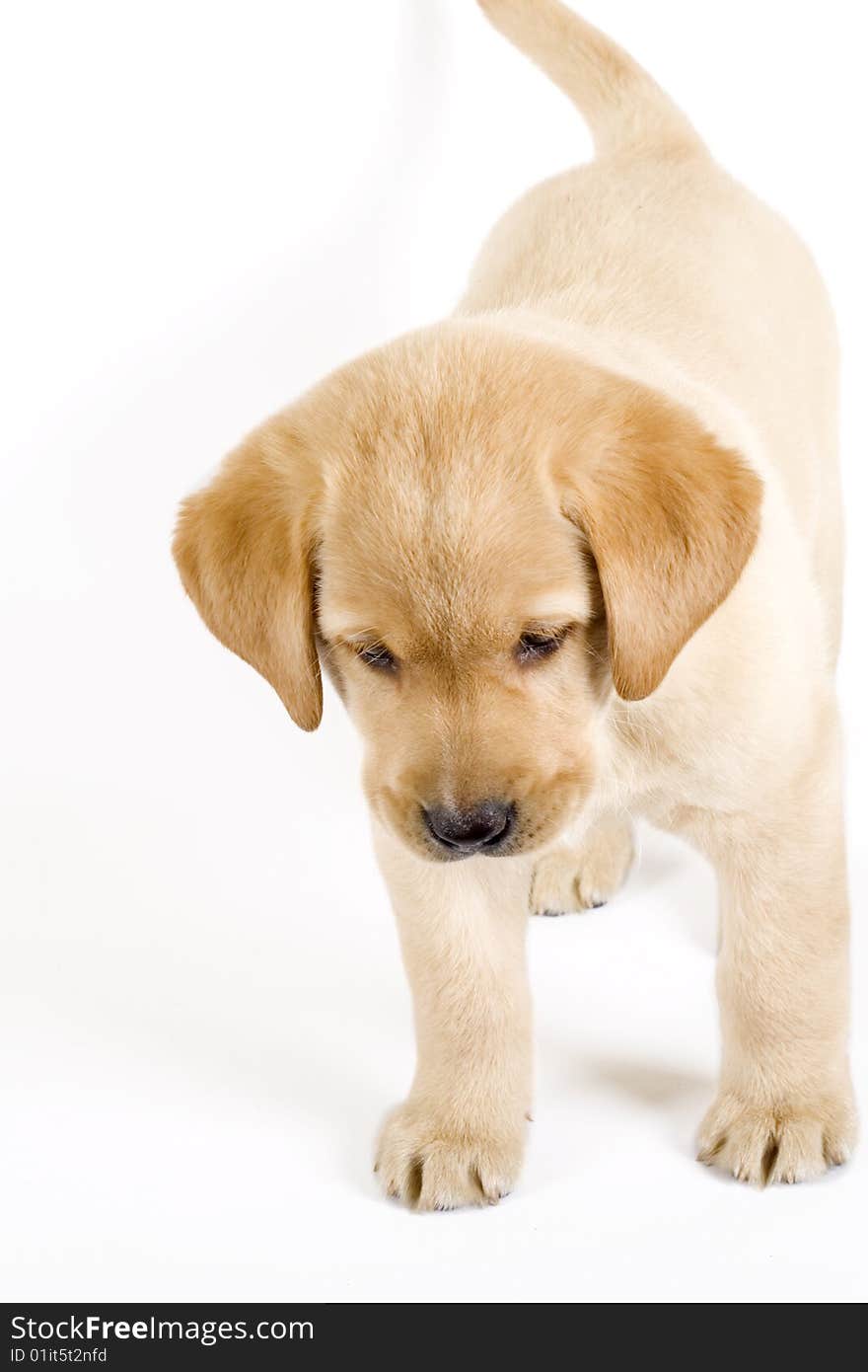 Puppy Labrador retriever on white background