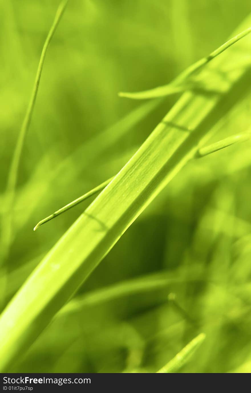 Green Grass close up view