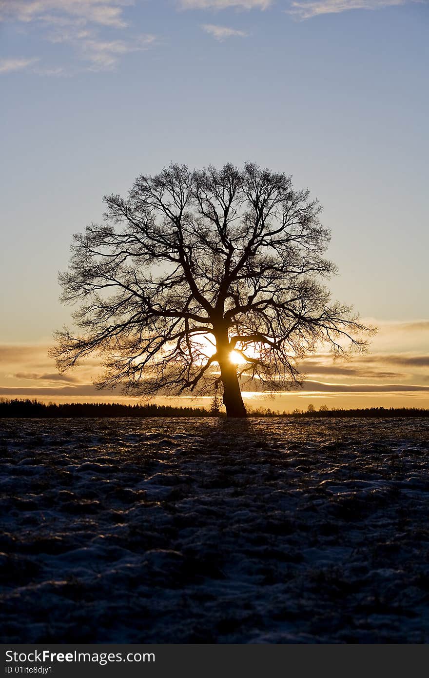 Tree in backlight