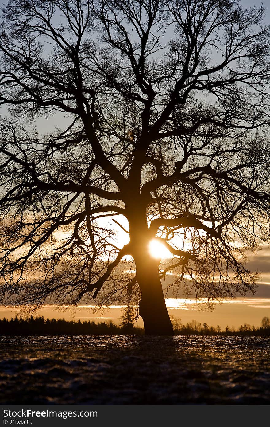 Tree in backlight