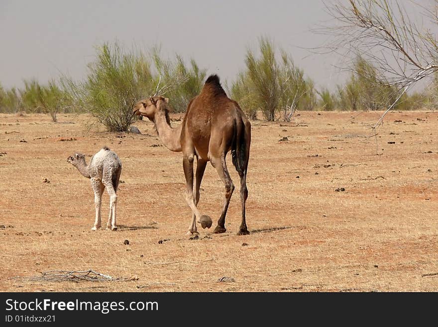 Camels in hte desert