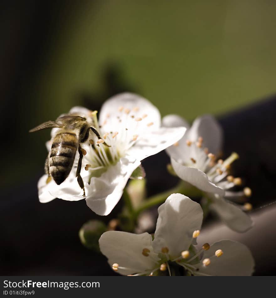 Bee