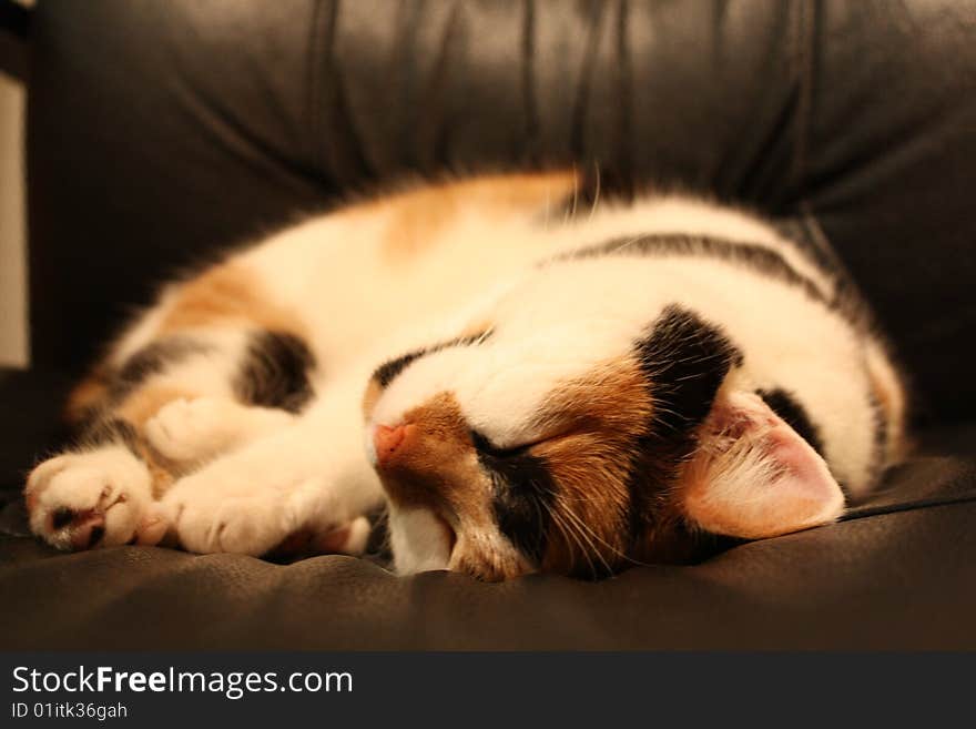Beatiful and sweet brindle sleeping cat