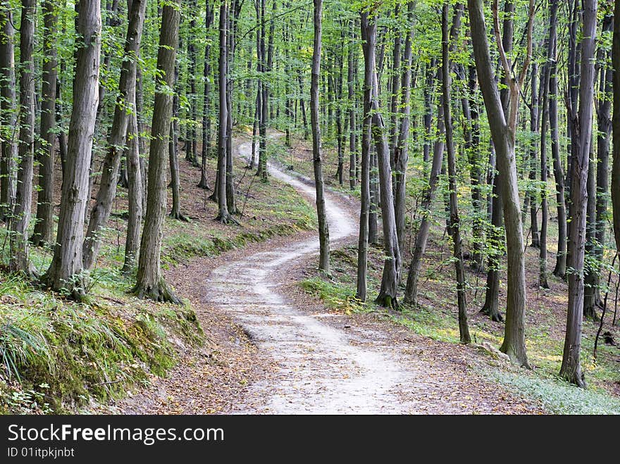 A rural road through a forest full of trees.