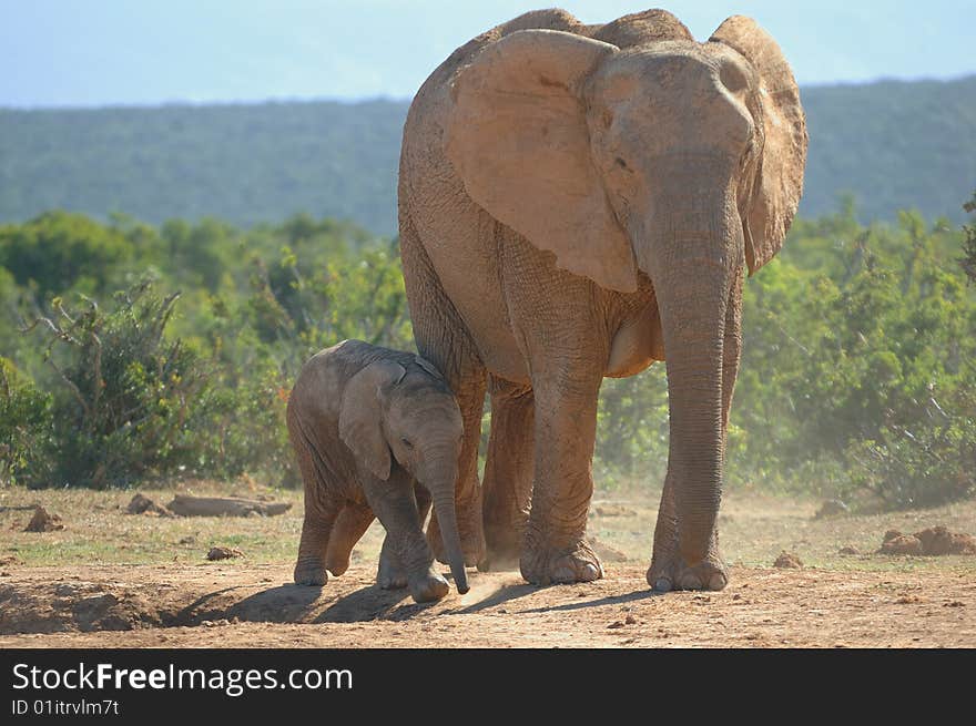 Elephant cub with mother