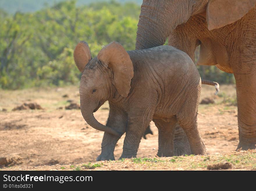 African elephant cub