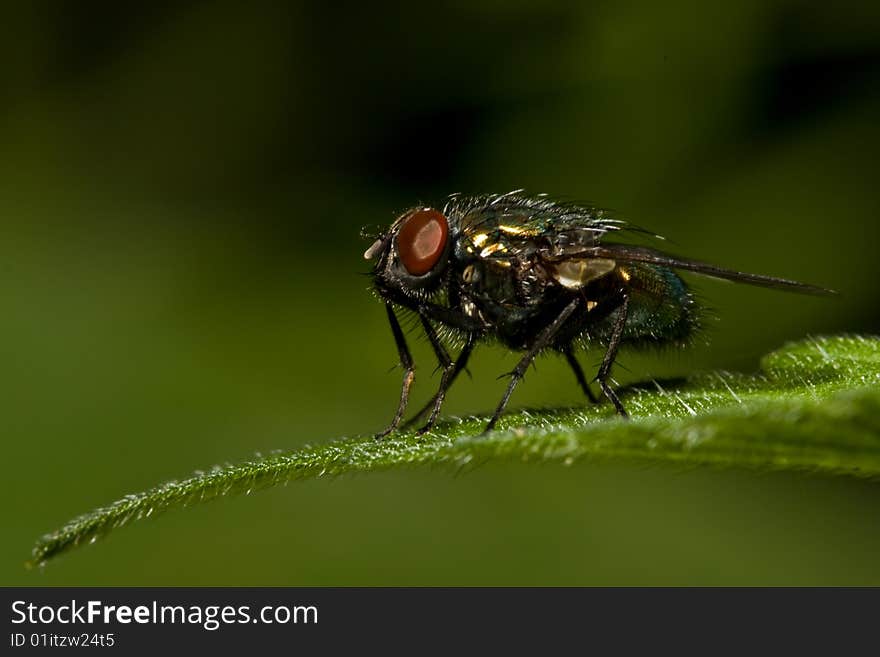 A macro shot of a fly on a leaf showing detail in the yes, wings and hairs on the body