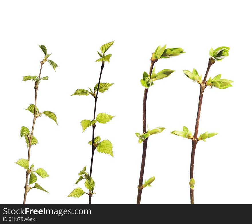 Spring plant isolated on white.