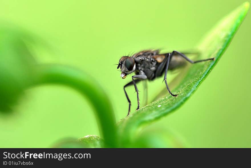 Fly macro