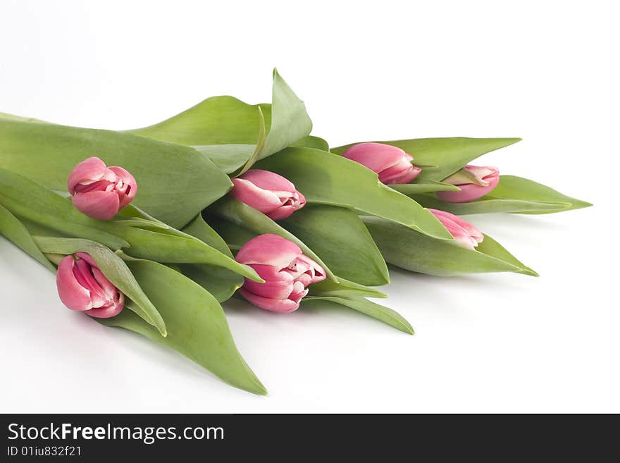 Pink tulips on a white backround